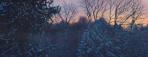 Winter Filigree by Derek Wicks